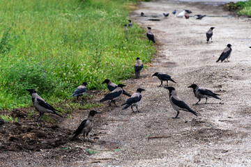 Hooded crow,  Eurasian bird species in the genus Corvus.