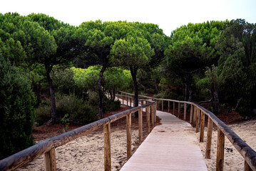 Fototapeta na wymiar wooden walkway between the pines to reach the beach