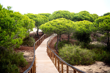 wooden walkway between the pines to reach the beach