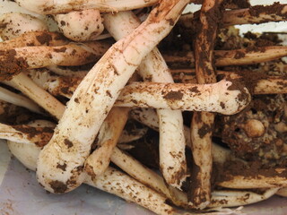 bunch of small white button edible mushrooms