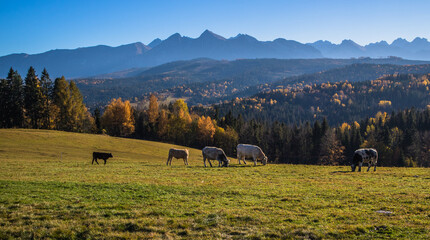 Pasące się jesienią krowy na polanie tatrzańskiej ze szczytami tatrzańskimi w tle. © slawjanek