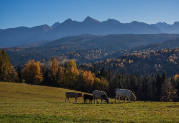 Pasące się jesienią krowy na polanie tatrzańskiej ze szczytami tatrzańskimi w tle. - obrazy, fototapety, plakaty