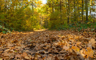 A path in a young forest. Early autumn.