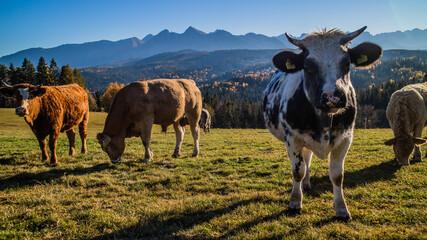 Pasące się jesienią krowy na polanie tatrzańskiej ze szczytami tatrzańskimi w tle. - obrazy, fototapety, plakaty