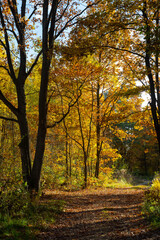 Autumn forest trail.