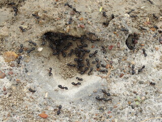 Black common ants (Camponotus compressus) native to india