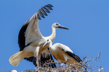 Stork in flight exercise