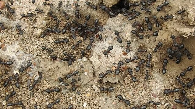 Black common ants (Camponotus compressus) native to india