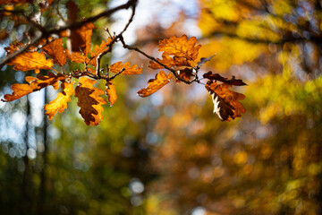Soft focus background of oak leaves in late autumn. Classic lens bokeh effect.