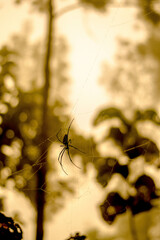 spider on the web