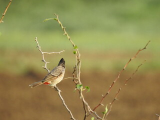 small bird perched on a stem