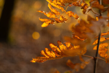 Wild autumn forest. Red rowan leaves. Soft focus background. Classic lens bokeh effect. 