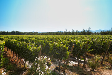 Vine crops at a vineyard at Colchagua valley, Chile