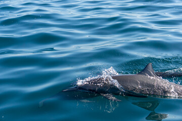 Delfín y olas