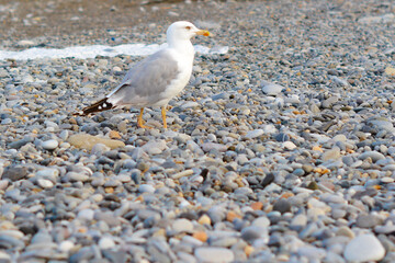seagull goes on pebbles, isolated seagull