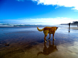 Fototapeta na wymiar Perro paseando en playa chilena, de fondo un hombre viendo el panorama. 