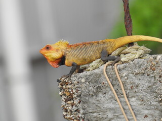 Lizard with spikes on top. Avian black color ring necked reptile, Blurred back ground.