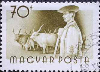 Hungary circa 1955: A post stamp printed in Hungary showing Hungarian Workers: Ein Cattle (Bos...