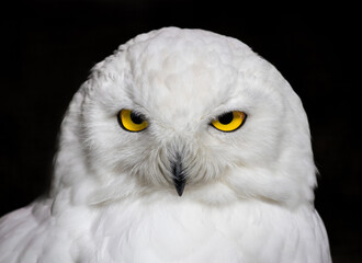 Schnee-Eule (Bubo scandiacus) mit leuchtend gelben Augen