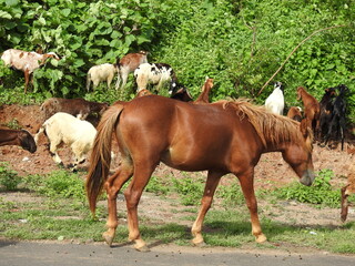 horses and sheep on road