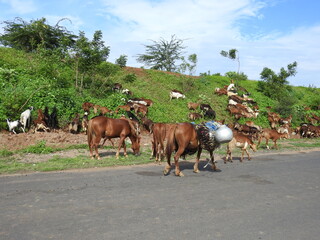 Fototapeta na wymiar horses and sheep on road