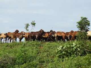 Group of Sheep's eating grass