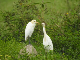 white herons in the grass