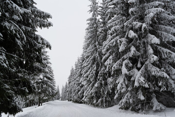 Pine trees covered in snow next to a road on a snowy day in the mountains.