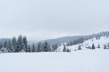 Landscape of a snowed in valley on a snowy day with beautiful view of a pine forest covered in snow.