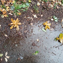 Yellow fallen oak leaves lie on the wet asphalt.