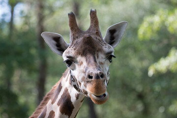 giraffe head shot