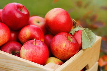 A full box of fresh red organic apples in close-up in the autumn garden. The concept of harvesting. side view