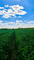 green field and blue sky
