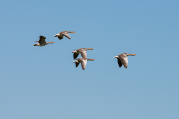 birds in the fly