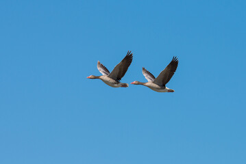 birds in flight