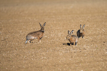 rabbit