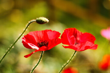 Vivid poppy field. Beautiful red poppy flowers on green fleecy stems grow in the field. Close-up of scarlet poppies