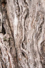 Bark