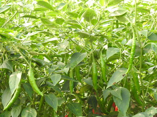Chilli plant farming, vegetable growing