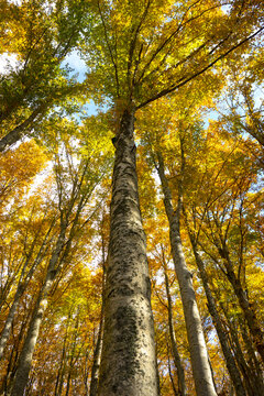 forest with beeches trees in autumn