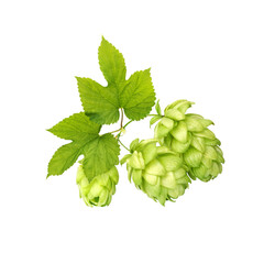 hop cones on white background