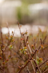 blooming leaves on a shrub in spring with a blurred background
