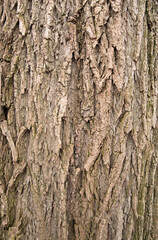Bark