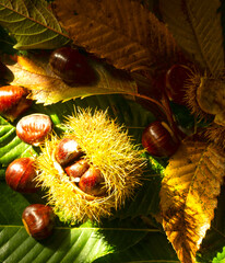 still life with chestnuts and leaves - 466769879
