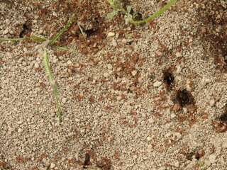 Tiny red fire Ants on soil floor