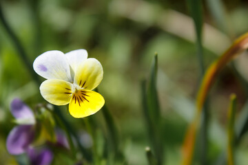 purple violet with buds blooms on a sunny meadow. flower closeup