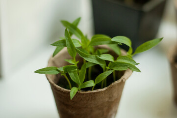 pepper sprouts in a peat pot on a table with a blurred background