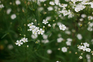 large white gypsophila blooms on a bush. floral background	
