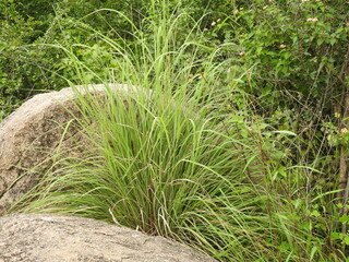 green grass in the nature