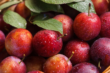 ripe blue-violet sweet plums with dew water drops on them in a garden wicker basket with foliage.	
